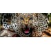 Rear Windows Graphics Wild Leopard