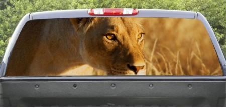 Rear Windows Graphics Lioness