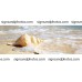 Rear Window Graphic Beach with Shell