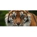 Rear Window Graphic Tiger Closeup