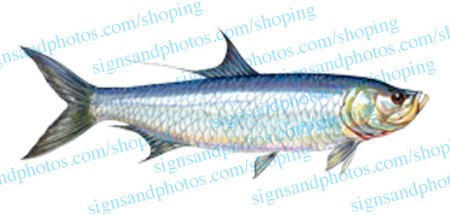 Tarpon Fish Decal
