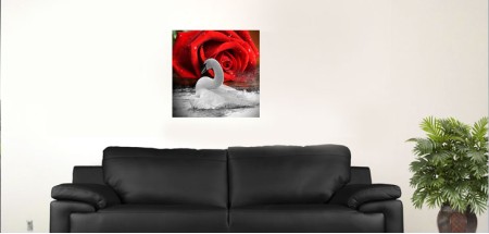 White Swan and red rose L. 18"x18"